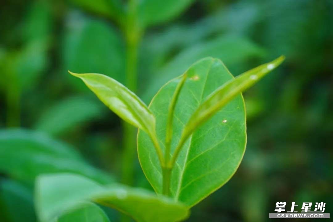 长沙县湖南隐珠谷茶叶有限公司的“隐珠谷”牌绿茶在2020第十二届湖南茶博会上荣获 “茶祖神农杯”名优茶金奖。均为 宋彬彬 摄