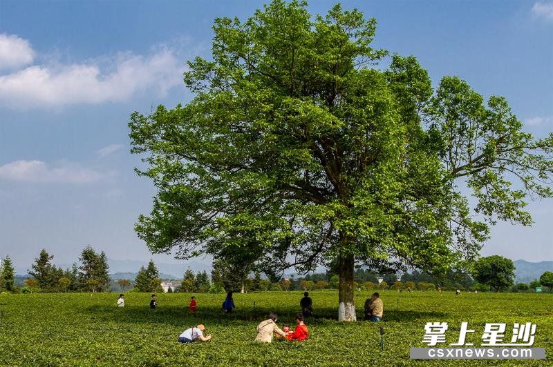 图为游客在三棵树茶园拍照留念。均为供图 图为游客在三棵树茶园拍照留念。均为供图