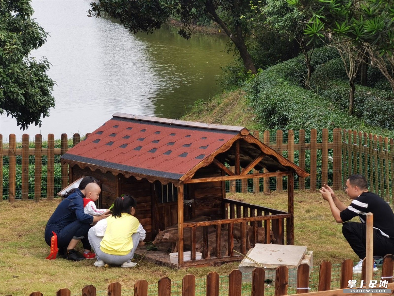 图为湘丰茶博园的新朋友“藏香猪”。 图为湘丰茶博园的新朋友“藏香猪”。