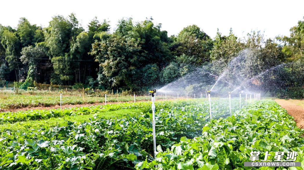图为小顽国亲子乐园的菜地采用节水灌溉.均为 盛磊 摄