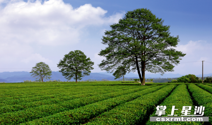 三棵树茶园一角。