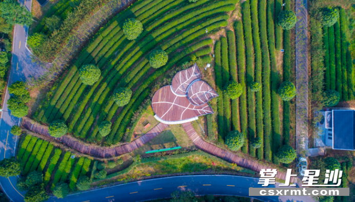 湘丰茶业庄园里的观景平台。