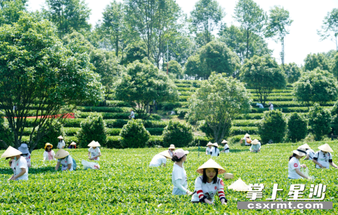 游客在湘丰茶业庄园里摘茶。