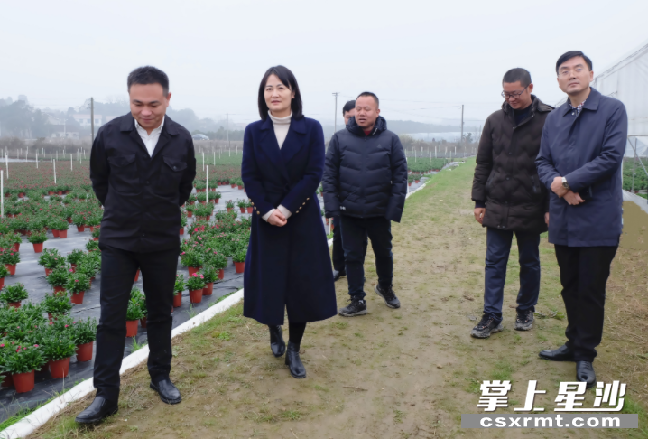 长沙县委常委,宣传部长杨溢带队调研安沙镇.均为陈盼摄