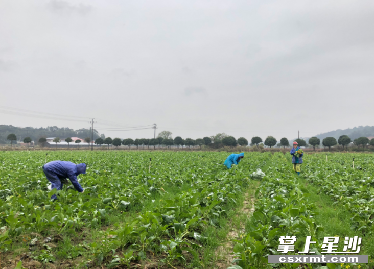 湖南宇田农业股份有限公司蔬菜种植基地，基地负责人正加紧组织人手采摘白菜、包菜、菜苔等应季蔬菜。