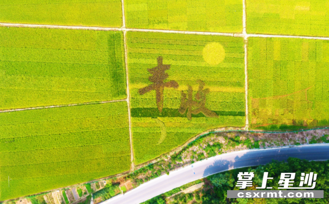 隆平稻作公园航拍图。