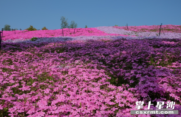 花田厝鲜花艺术小镇畅游花海。
