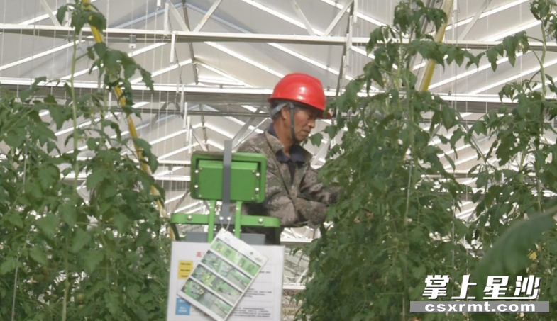 长沙有机谷智慧农业示范园的温室大棚内，工作人员正在采收小番茄。