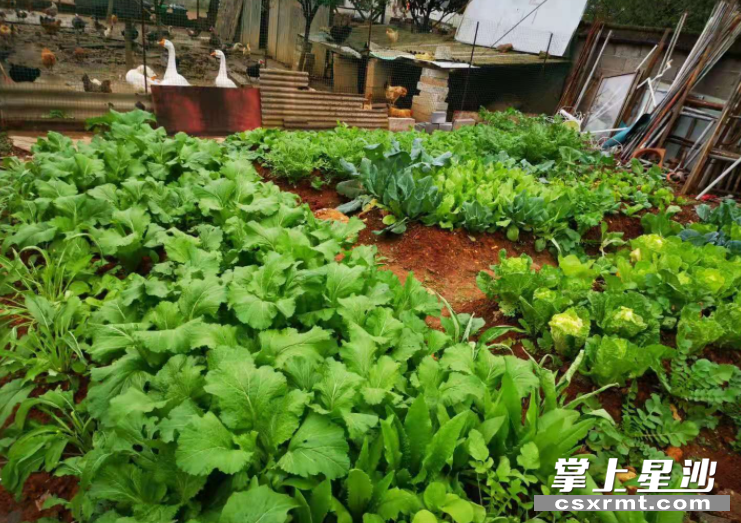 图为村民毛某拆除杂屋，恢复耕地种菜。 县检察院供图