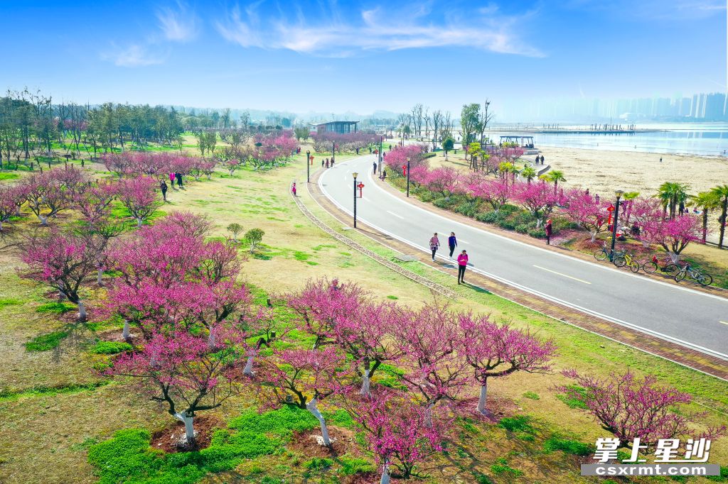 松雅湖国家湿地公园内梅花怒放枝头,吸引游客前来赏花踏春.