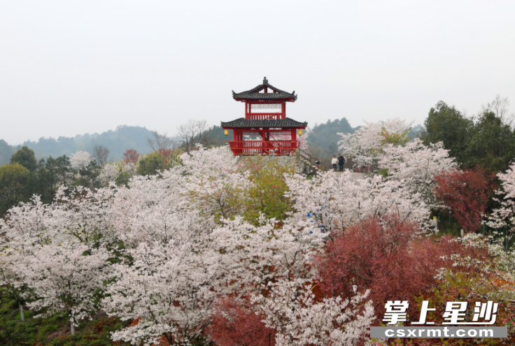 果园镇浔龙河樱花谷。均为蒋炼 摄