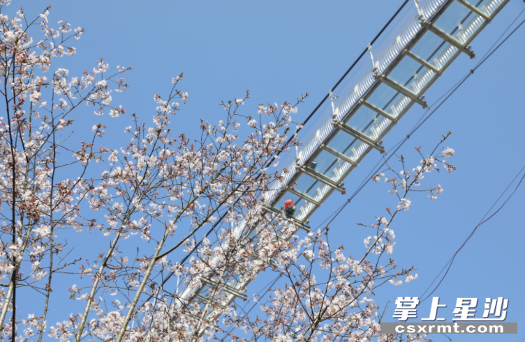 樱花和玻璃桥在蓝天下交相辉映，给人别样的赏樱效果。