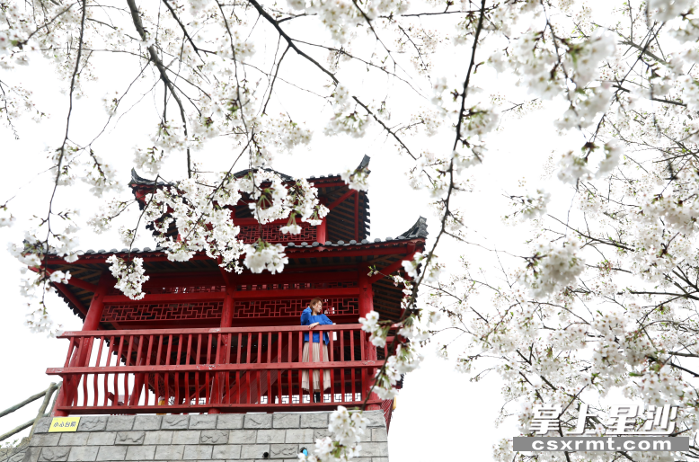 樱花竞相绽放，点缀着青山，宛如一幅诗意画卷。