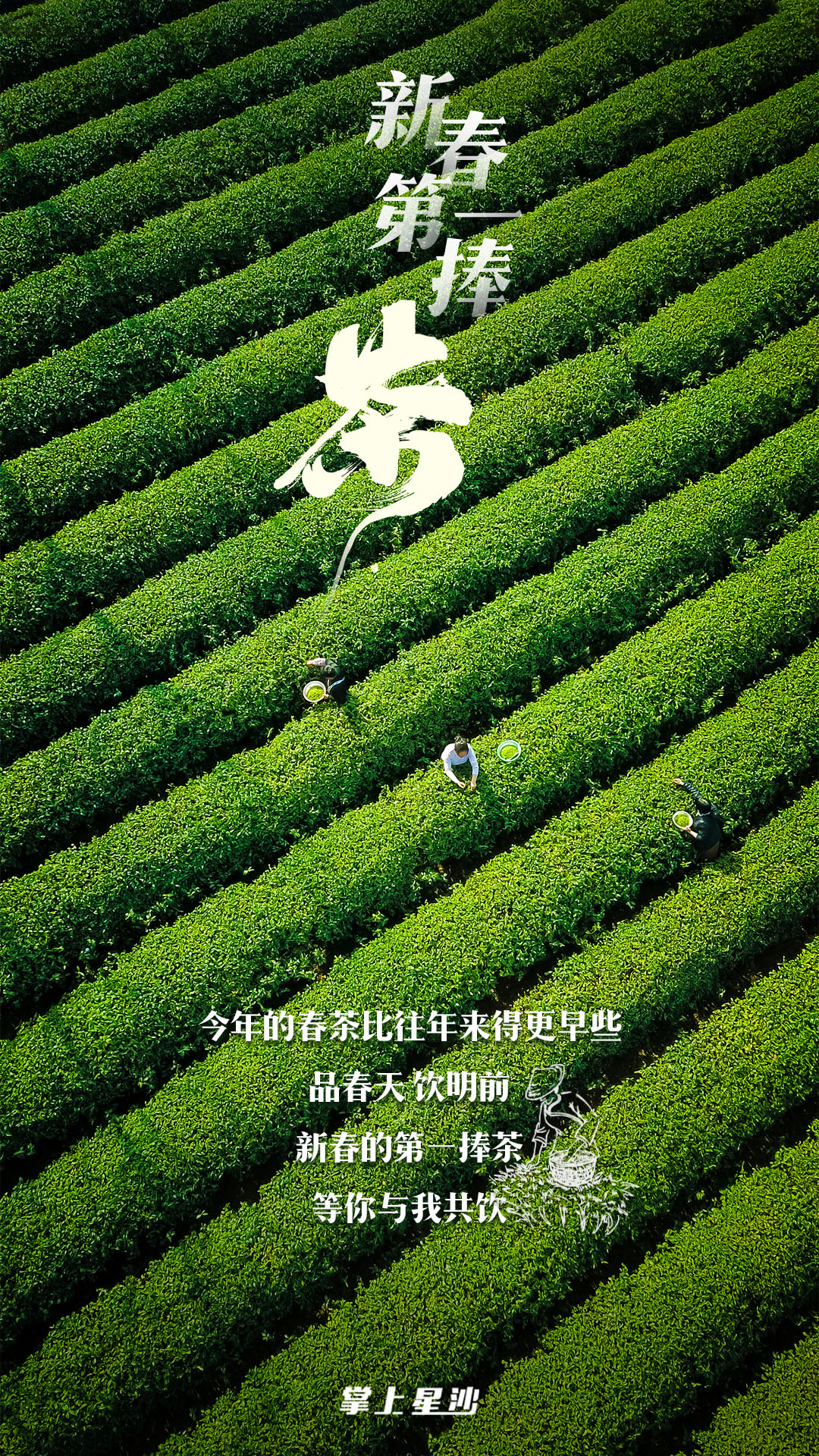 5万亩茶园里 漫山遍野的茶林春意盎然 茶叶吐露出新的枝芽 此次金井镇