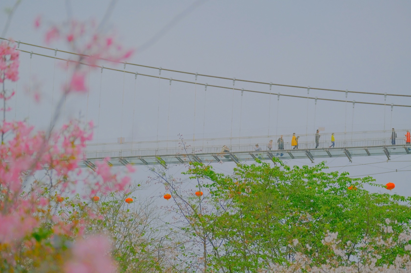 万株樱花进入盛花期浔龙河樱花谷邀您一起踏青赏樱
