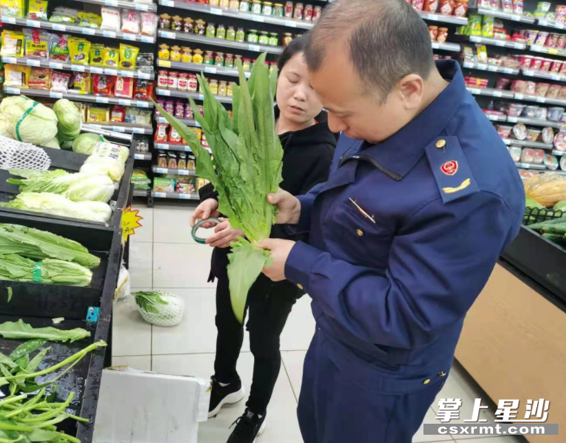 县市监执法人员对油麦菜进行检查。