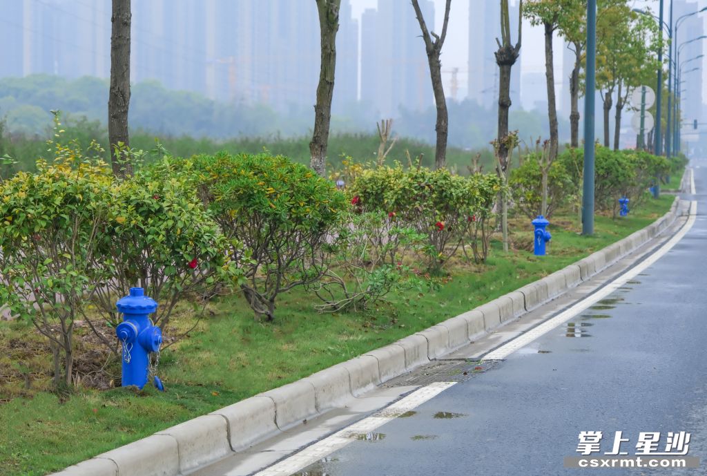湘龙西路上的蓝色消火栓。