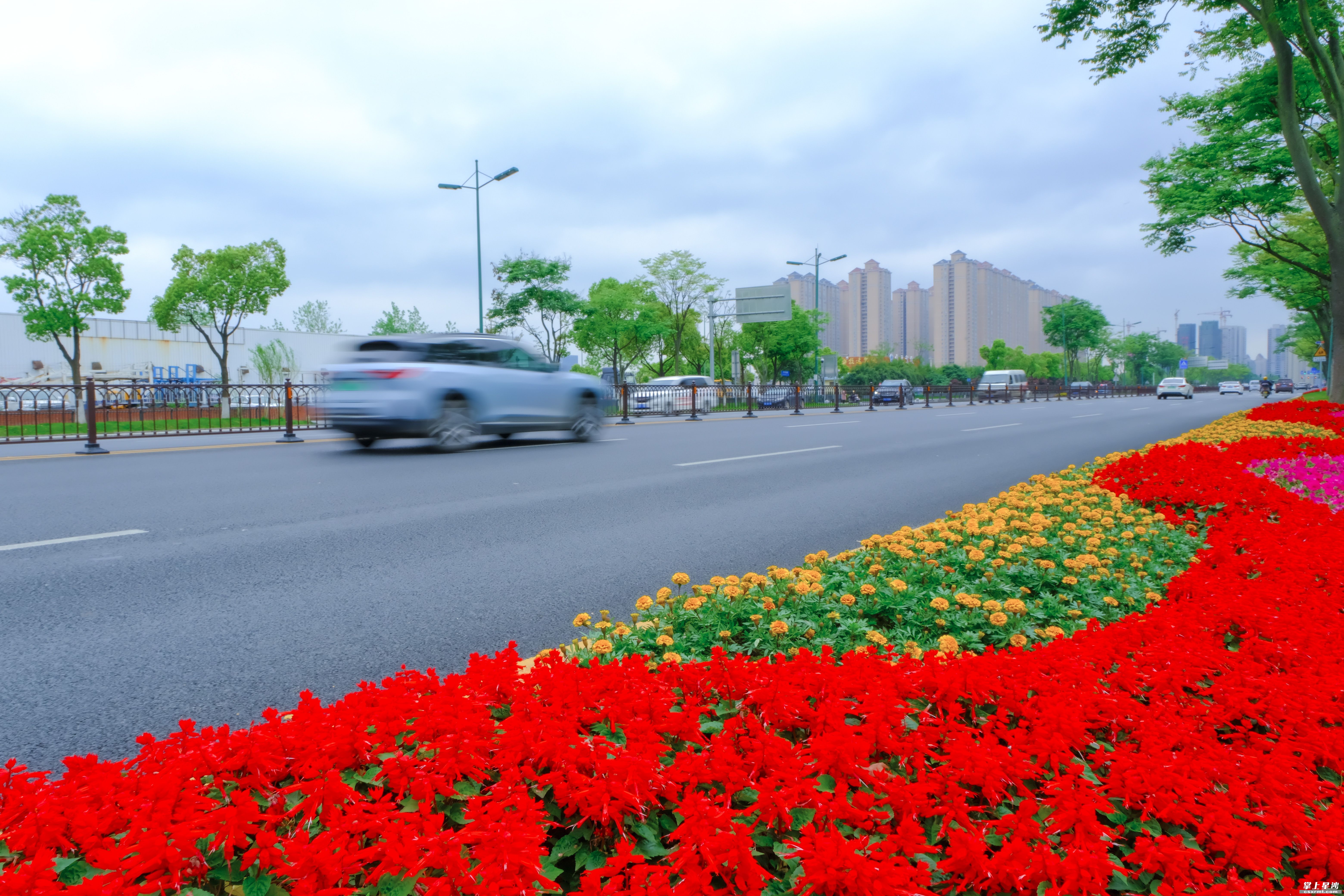 鲜花路放处处皆景