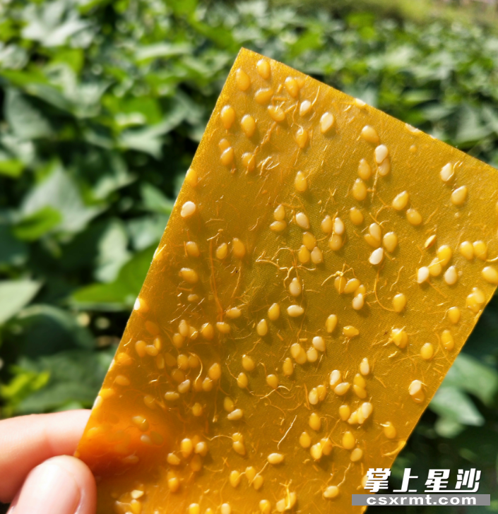 金灿灿的红薯片卖相喜人。