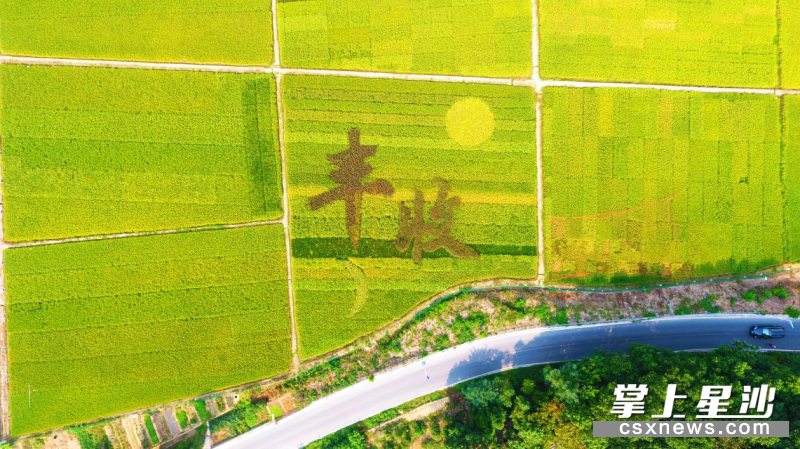 长沙县路口镇明月村的隆平稻作公园。资料图片