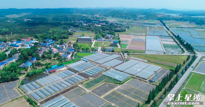 图为春华镇湘研种植基地。供图 图为春华镇湘研种植基地。供图