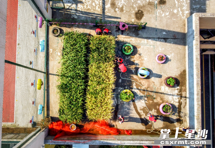 图为长沙华夏实验学校在教学楼天台开辟农场供学生开展水稻种植劳动实践。 盛磊 摄