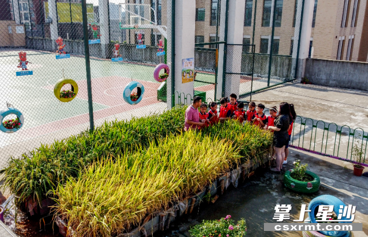 图为长沙华夏实验学校在教学楼天台开辟农场供学生开展水稻种植劳动实践。 盛磊 摄