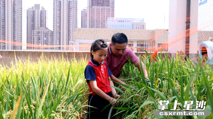 图为彭玉林指导学生给水稻浇水。 盛磊 摄
