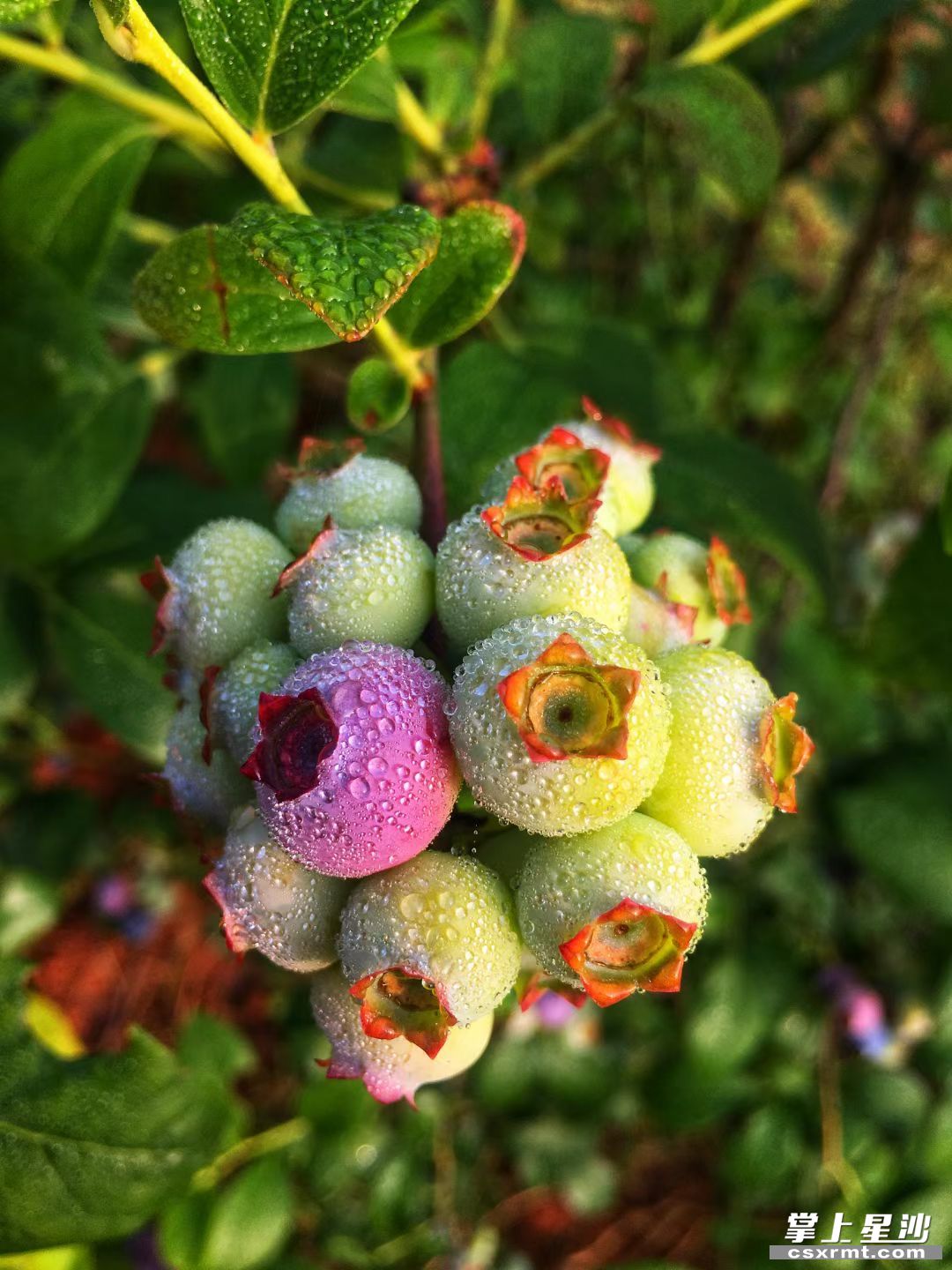 润沃蓝莓基地，挂着露水的蓝莓果实点缀在青枝绿叶间。开慧镇供图