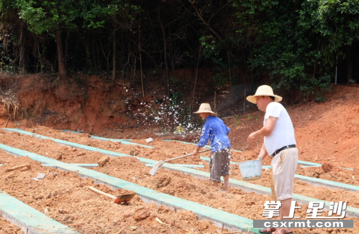 长沙县黄兴会展经济区石弓湾社区，村民平整土地，在家门口修建生态菜园。