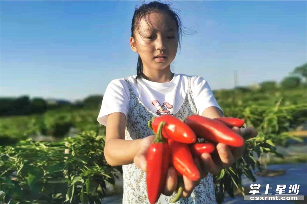 蓝天白云下，形似“炮筒子”一样的东山光皮辣椒，果型饱满，光洁发亮，鲜红得煞是好看。受访者供图