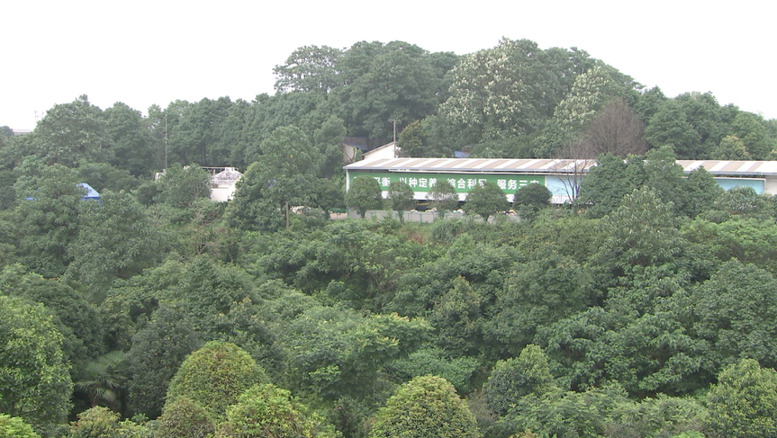 央视财经生财有道养猪还能生态好来看看长沙县车马村怎么做