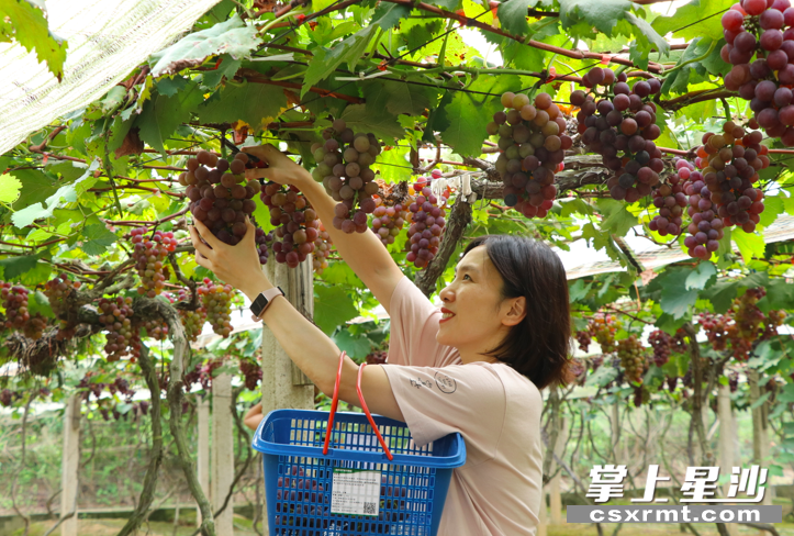 紫慧农庄里顾客正在采摘。 李松 摄