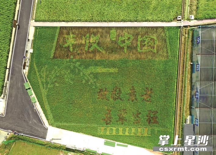 9月17日，在长沙县路口镇明月村隆平稻作公园，稻田画里“丰收中国”四个大字在阳光下熠熠生辉。章帝 摄
