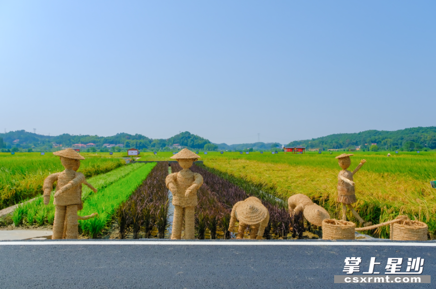 屋舍,南瓜,萝卜,牛,稻草人等各种田园诗意的秸秆景观栩栩如生,惹人