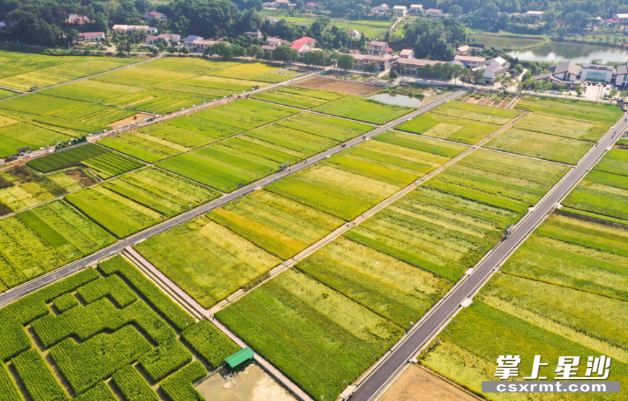图为路口镇隆平稻作公园巨型稻迷宫。章帝 摄