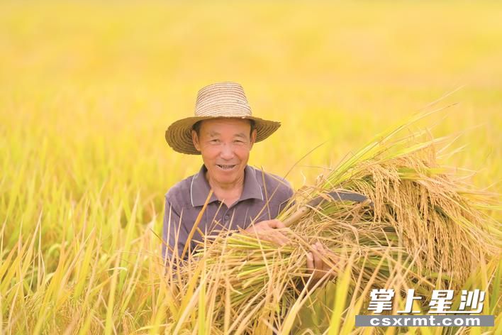 长沙县春华镇万亩粮食生产基地，沉甸甸的稻穗层层摇曳，处处涌动着金色的稻浪，农民享受着丰收的喜悦。章帝 摄