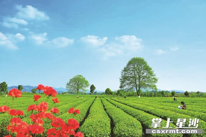 长沙县把风景变产业，实现了一二三产业融合，金井镇三棵树茶园成为长沙县的一张旅游名片。章帝 摄