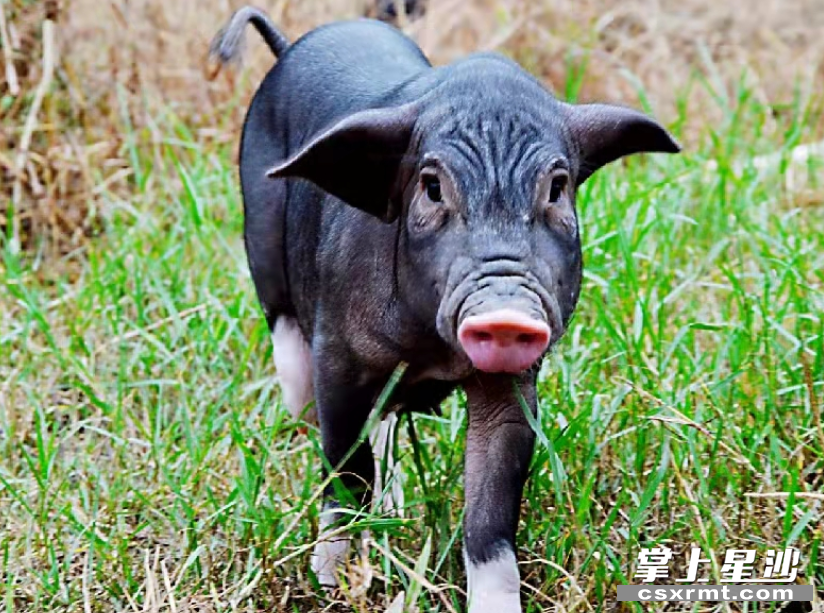 湖南四大国保猪种之一大围子猪。