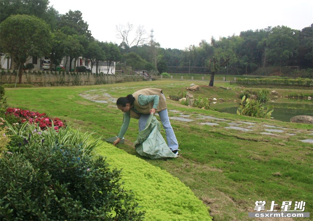 妇女俯身捡拾公园草地里的落叶的杂物，为美丽宜居村庄建设贡献“巾帼”力量。林正茂 摄