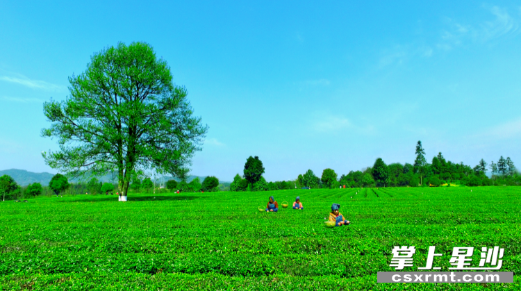 金井镇“三棵树”茶园，茶农采茶忙，茶韵飘香促振兴。章帝 摄