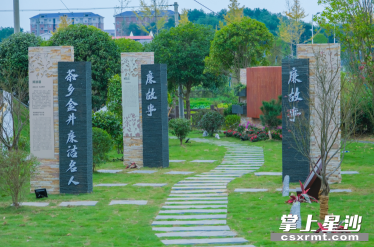 金井镇金龙村以茶为媒,打造"清茶廉韵"品牌.章帝 摄