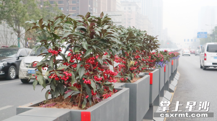 长沙县城管局对开元路、特立路等路段更换花箱1200个。 罗展 摄