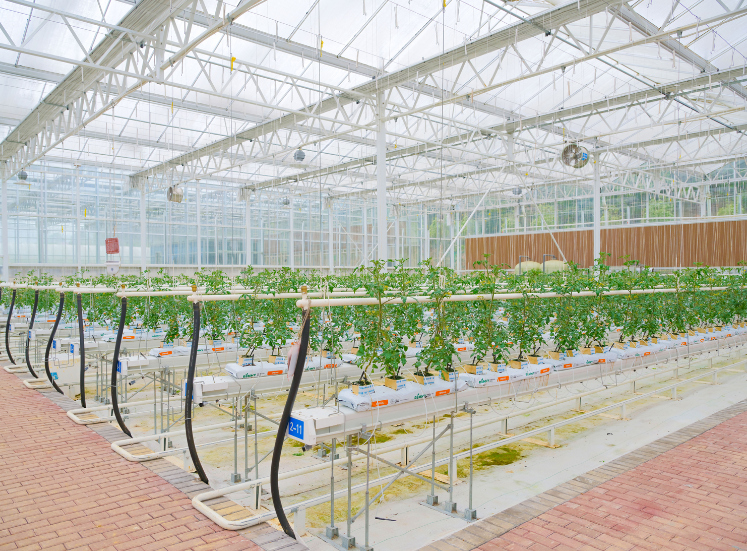 图为长沙县果园镇新明村有机谷温控大棚,通过先进的智慧农业温室技术