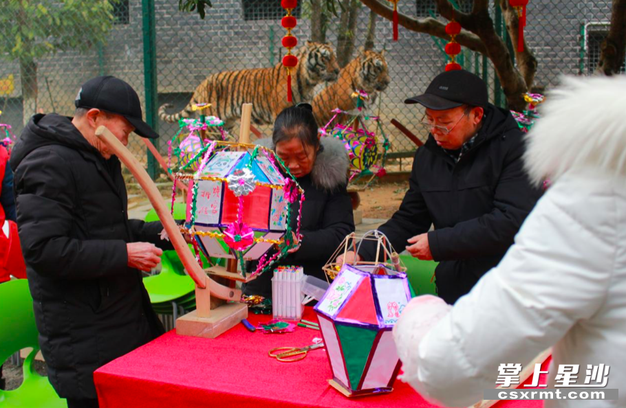 非遗传承人吴乐华正在现场制作滚灯车，虎园的老虎们也在观看着。 