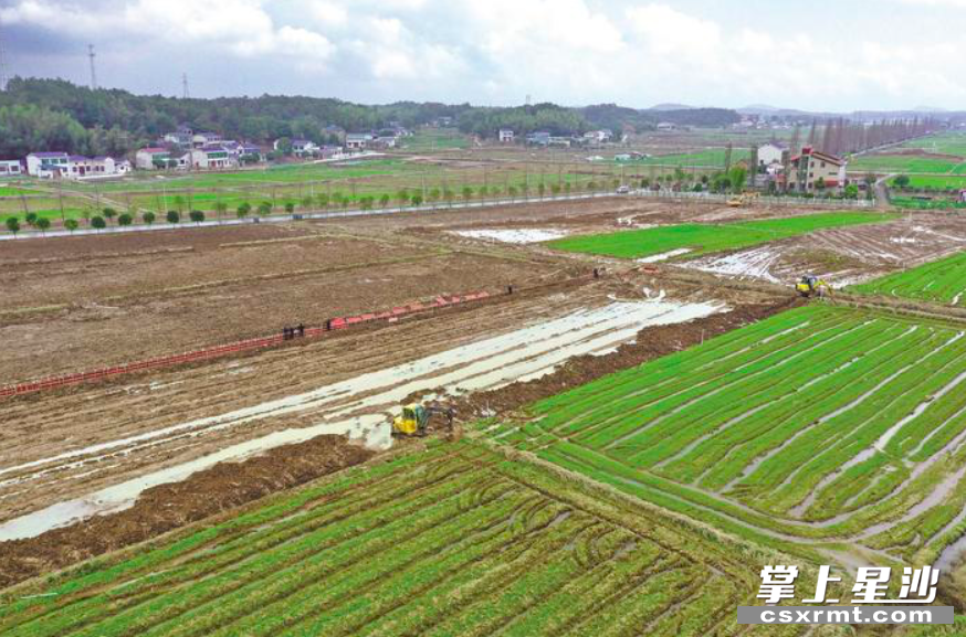 在黄兴镇鹿芝岭村秀美山庄家庭农场,农户正移栽茼蒿.