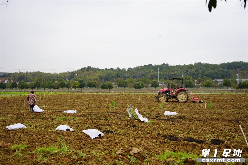 在春华镇宇田蔬菜专业合作社,农户正在施有机肥培肥土壤,为30天后大