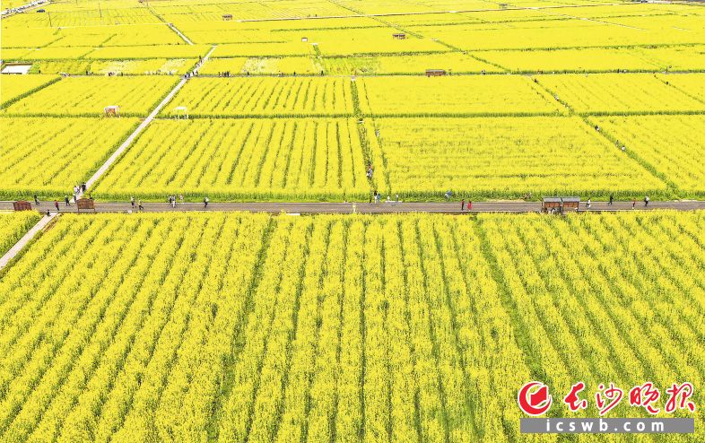 隆平稻作公园漫天金黄的油菜花迎春怒放.章帝 摄