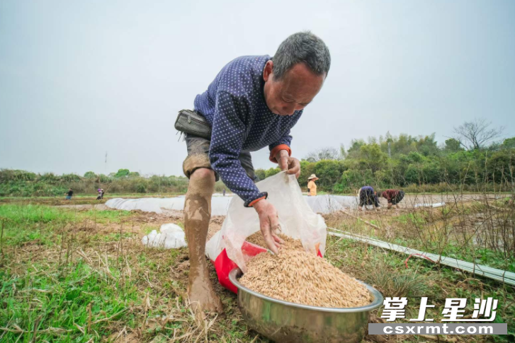 长沙县多处农民领取到早稻种子后开展春耕生产活动。章帝 摄