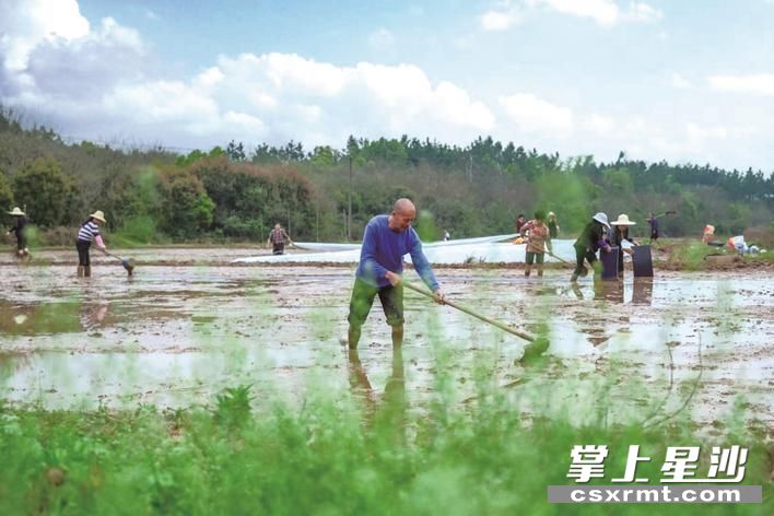 长沙县农民领取到早稻种子后开展春耕生产活动。章帝 摄